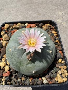 Lophophora williamsii